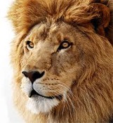 Decoration: picture of a Lion
